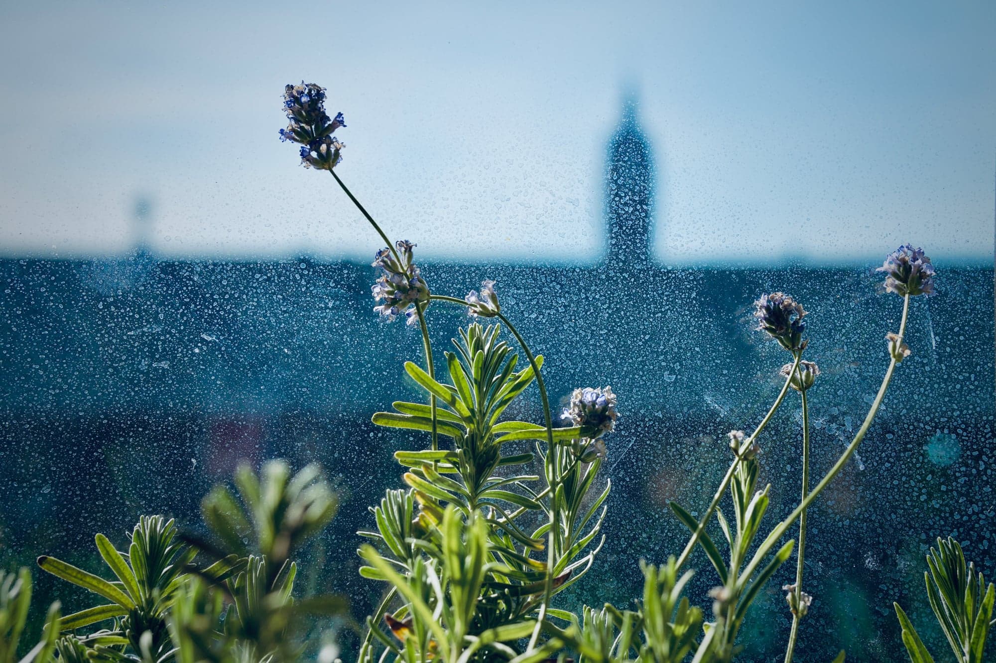 Lavender by the mill windows with the cityscape beyond